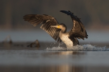 Kormoran