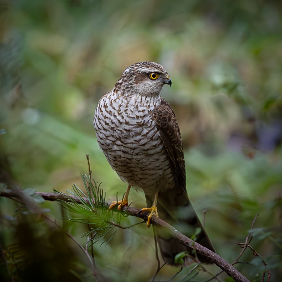 krogulec. . Zdjęcie 337899