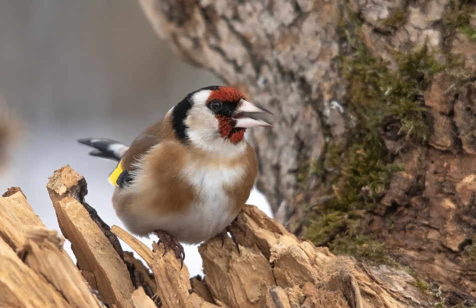 roman53 - . . Zdjęcie 325578