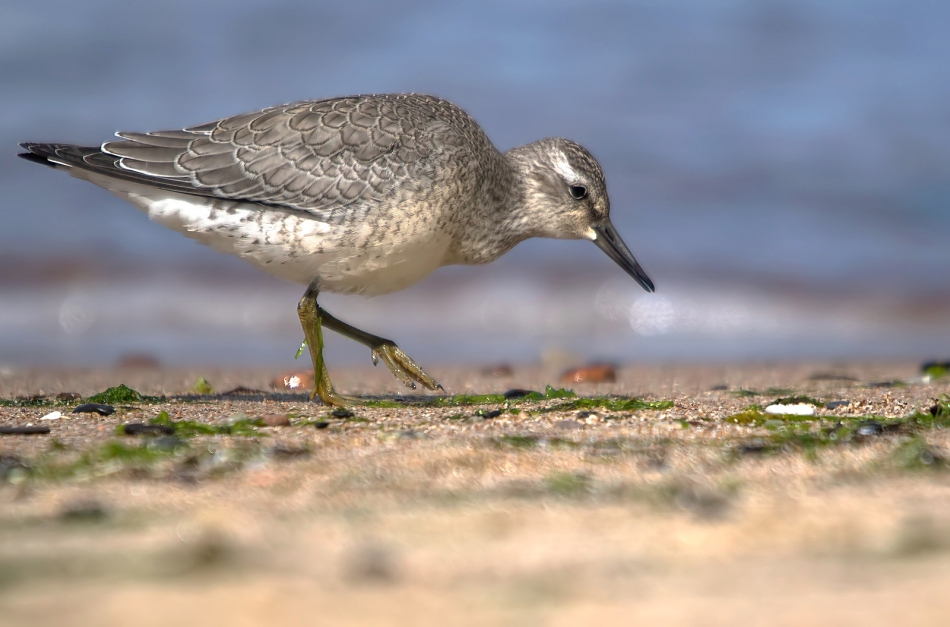 roman53 - Biegus rdzawy. . Zdjęcie 311422