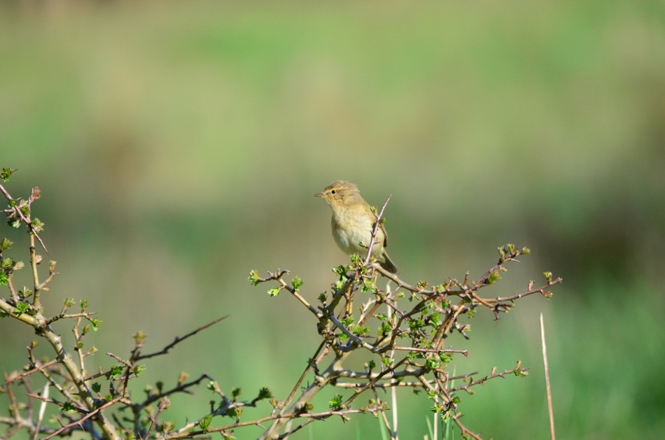 osielson - Ptak. . Zdjęcie 99916