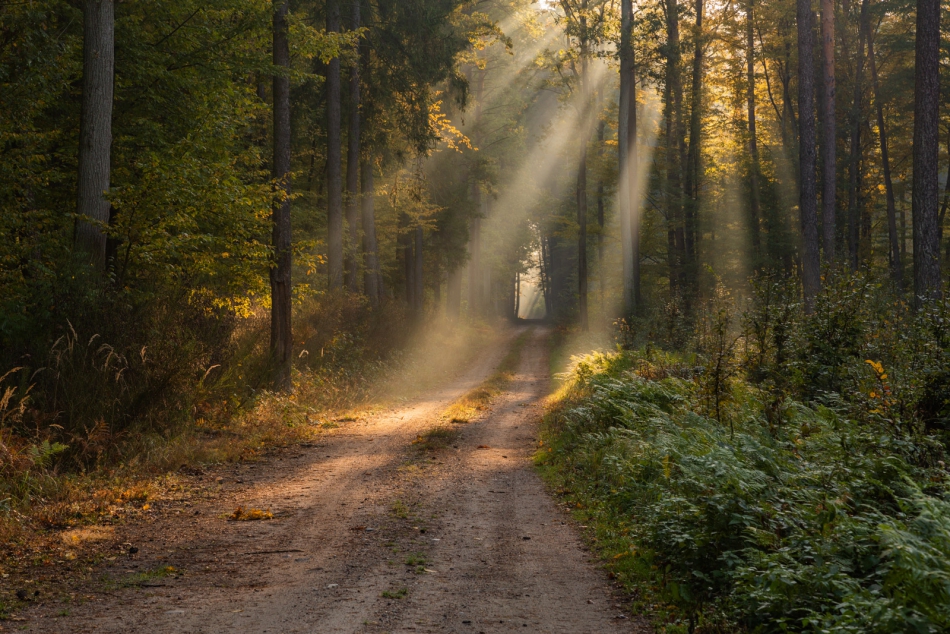 radson_foto - . . Zdjęcie 319289