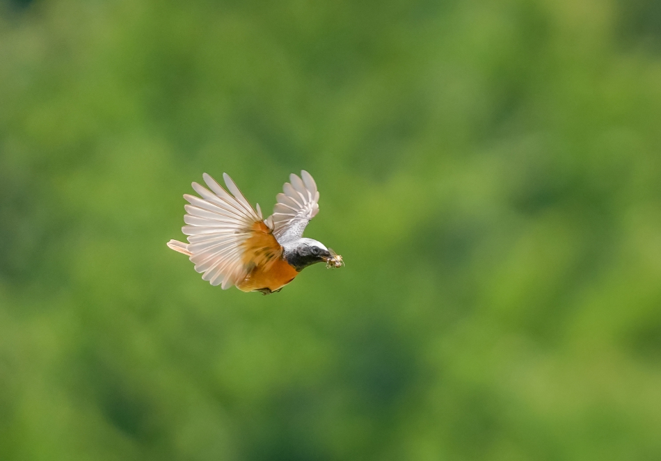 amigamedia - Kurier. Pleszka (Phoenicurus phoenicurus) Przyroda Naszego Regionu - Bełsznica Wieś . Zdjęcie 303684