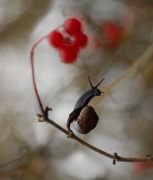 Ekwilibrysta