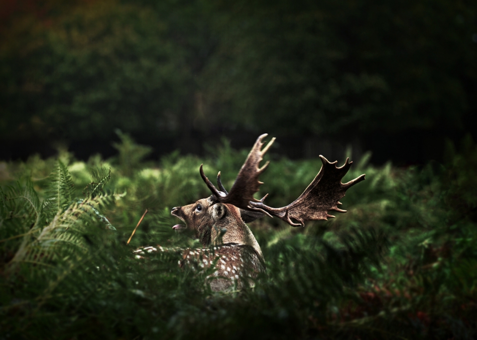 ROOOOAH. . Zdjęcie 294622