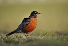 American Robin (Turdus ...
