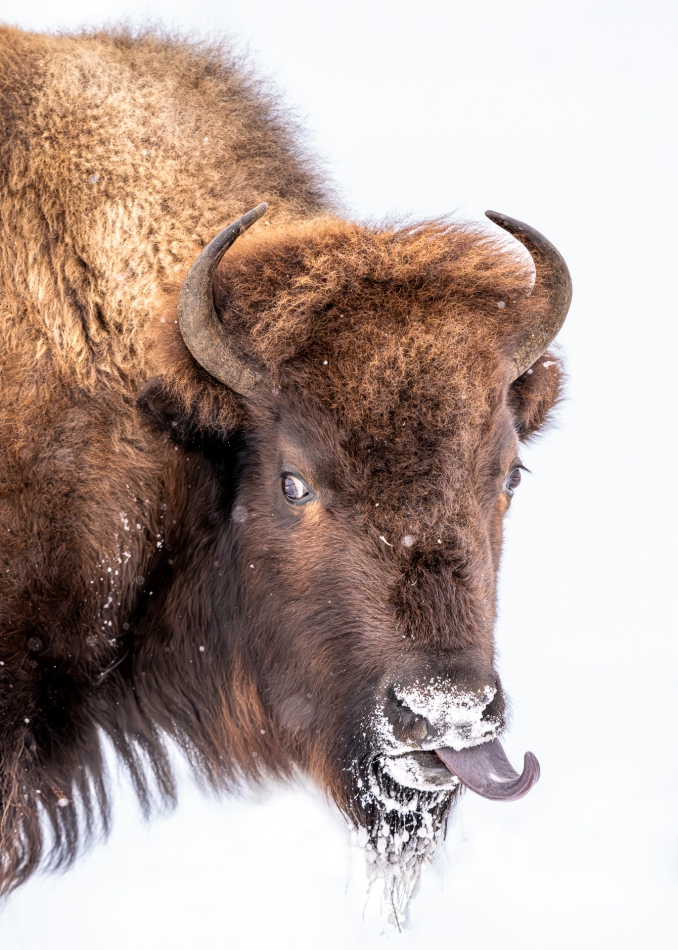 Lilen - Niesforny model. Fotografowanie bizona w zimowych warunkach Yellowstone jest prawdziwym wyzwaniem. Te majestatyczne zwierzęta nie zawsze są skłonne do współpracy, a sesje portretowe z nimi mogą zakończyć się nieoczekiwaną pozą. . Zdjęcie 32150