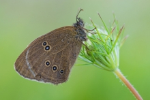 Aphantopus hyperantus