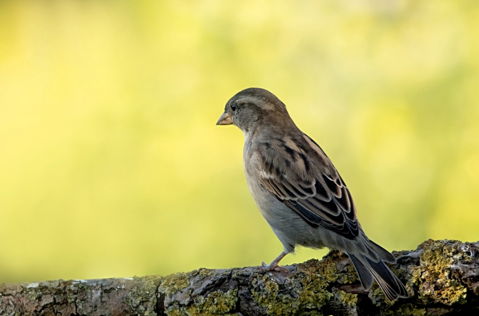 roman53 - . . Zdjęcie 295510