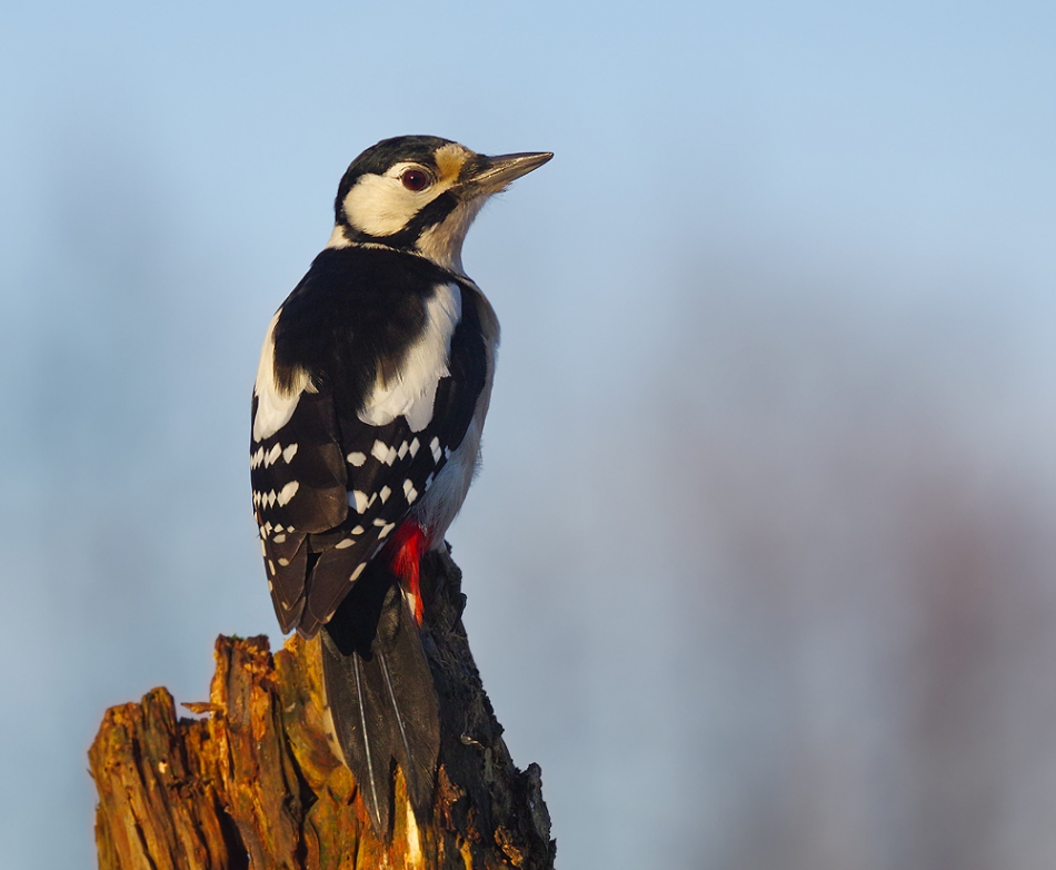 przyb - . . Zdjęcie 159577