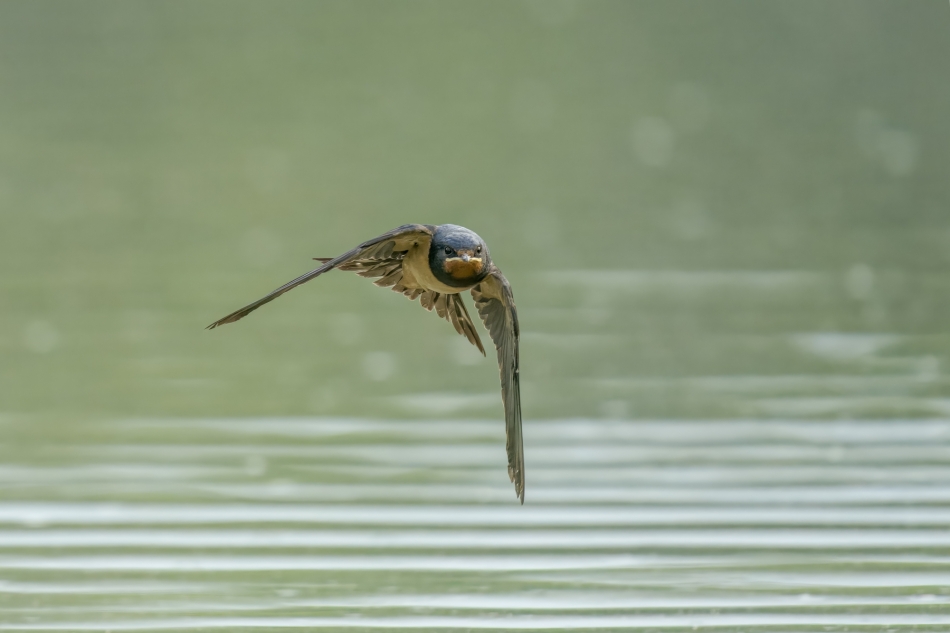 amigamedia - Kontakt wzrokowy. Dymówka (Hirundo rustica) Przyroda naszego regionu - Gorzyce. Sony ILCE-9+Sony SEL200600G FE 200-600mm f/5.6-6.3 G OSS. Przysłona: F/6,3-Czas ekspozycji-1/3200 s-ISO: 3200-Ogniskowa:-600 mm.. Zdjęcie 335073