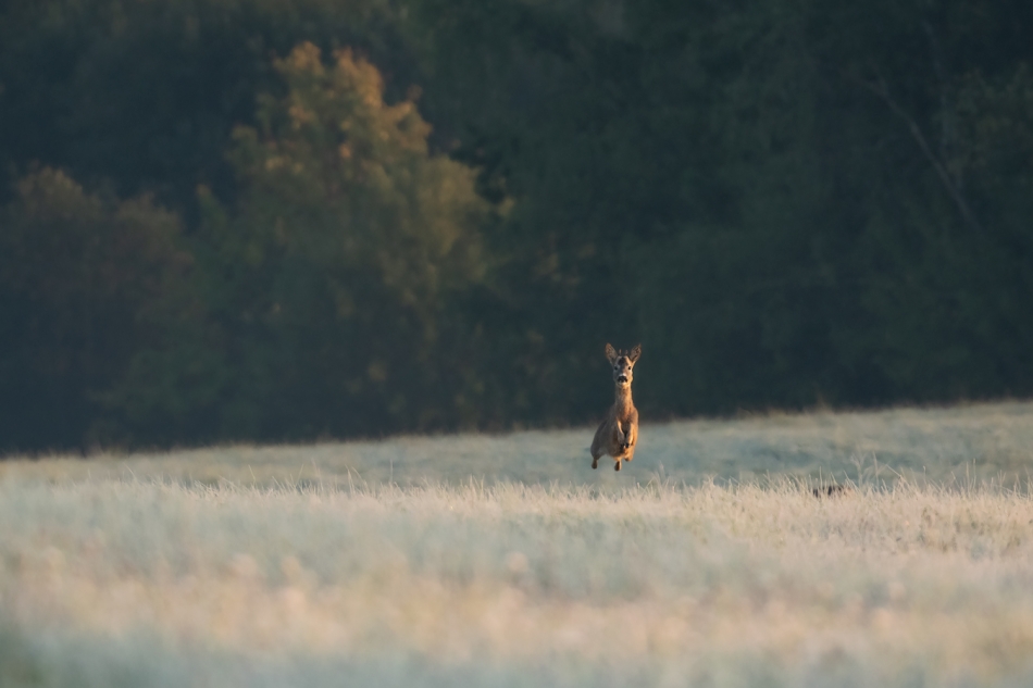 Pierwszy szron. . Zdjęcie 336682