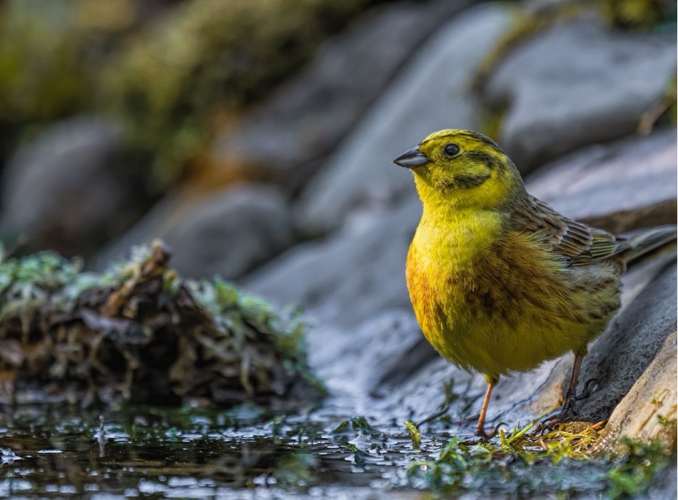 slaw300 - Trznadel. . Zdjęcie 337330