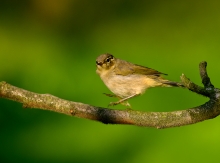 Hop