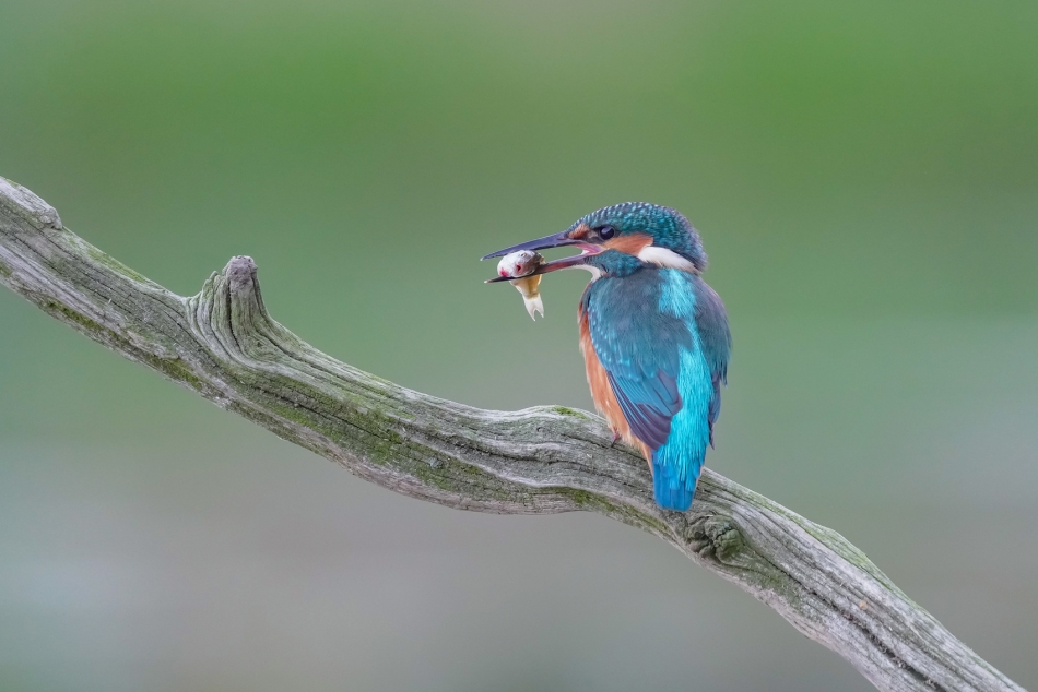 amigamedia - Rybobranie (:. Zimorodek - Alcedo atthis Przyroda naszego regionu - Gorzyce. Sony ILCE-1+Sony SEL200600G FE 200-600mm f/5.6-6.3 G OSS. Przysłona: f/6,3; Czas ekspozycji: 1/500 s; ISO: 2500; Ogniskowa: 600 mm.. Zdjęcie 325327