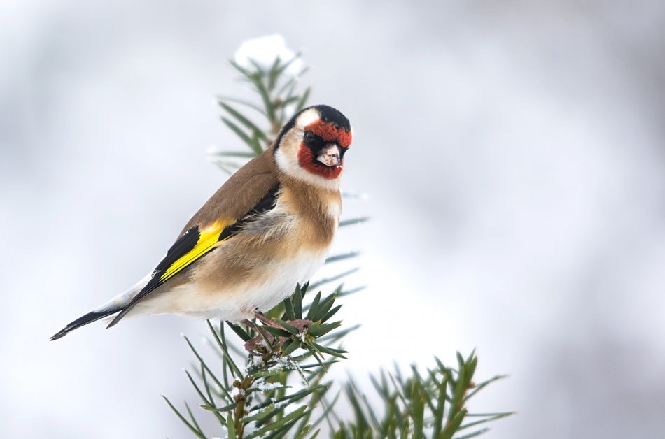 roman53 - szczygieł. . Zdjęcie 309780