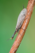 Raphidioptera sp.
