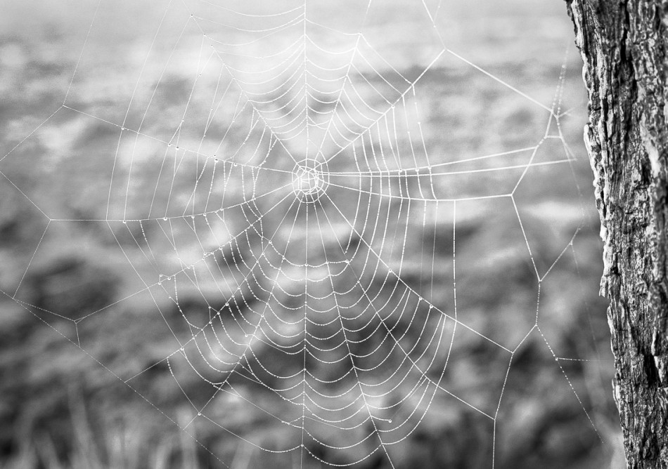 Struktura ciszy. . Zdjęcie 339564