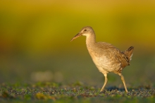 Clapper Rail ( Rallus l...