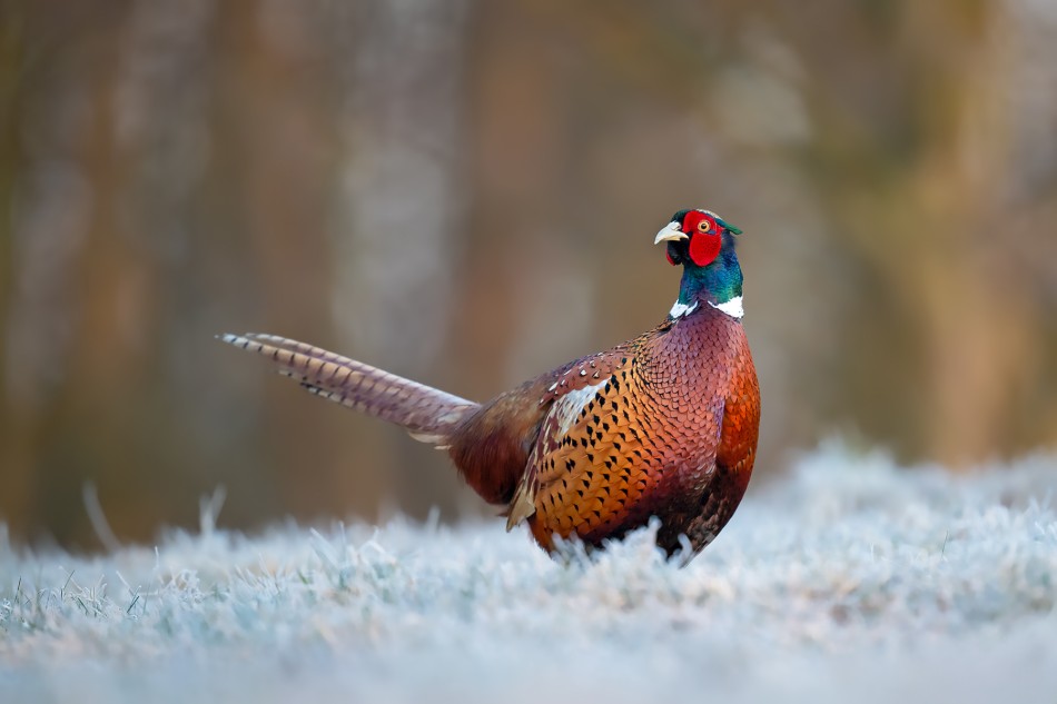 Przymrożony poranek. Bażant (Phasianus colchicus). Zdjęcie 339549