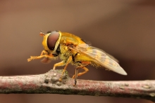Syrphus sp.
