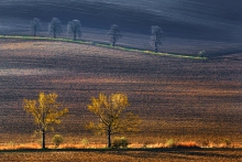 Dęby