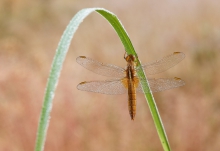 Szafranka czerwona