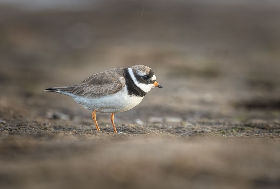 Sieweczka obrożna . . Zdjęcie 338014
