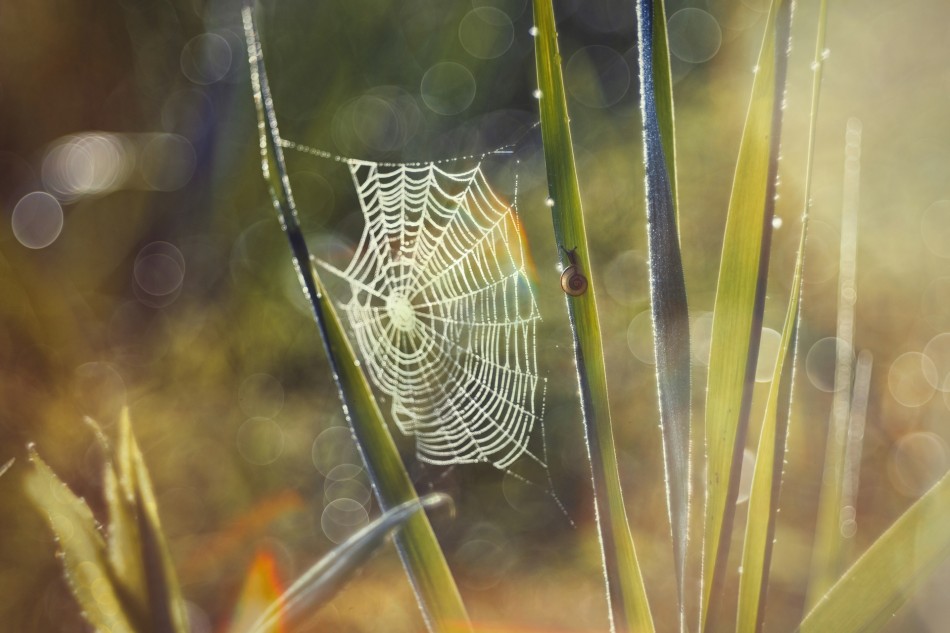 Poranne łazikowanie. Łąki,jakich wiele...Warto czasem paść między trawy,by zobaczyć inny świat... Przyroda naszego regionu - Gorzyce. Sony ILCE-1+TTartisan 100 2.8; Przysłona: f/2,8 Czas ekspozycji: 1/1600 s; ISO: 100;f2.8.. Zdjęcie 339898