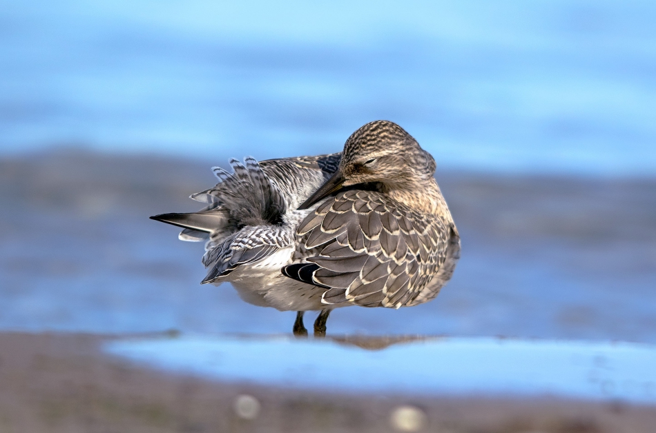 roman53 - Biegus rdzawy. . Zdjęcie 309494