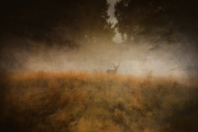 Dark Meadow...