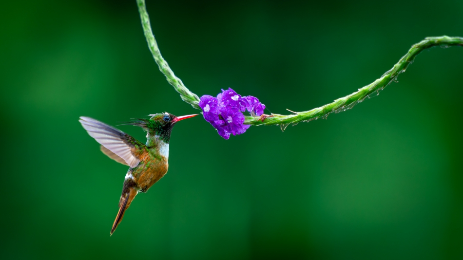 Lilen - Sylfik białoczuby. Sylfik białoczuby (Lophornis adorabilis) to stosunkowo rzadko spotykany gatunek kolibra, zamieszkujący niewielki obszar obejmujący zachodnie wybrzeże Kostaryki oraz częściowo Panamy. . Zdjęcie 324379