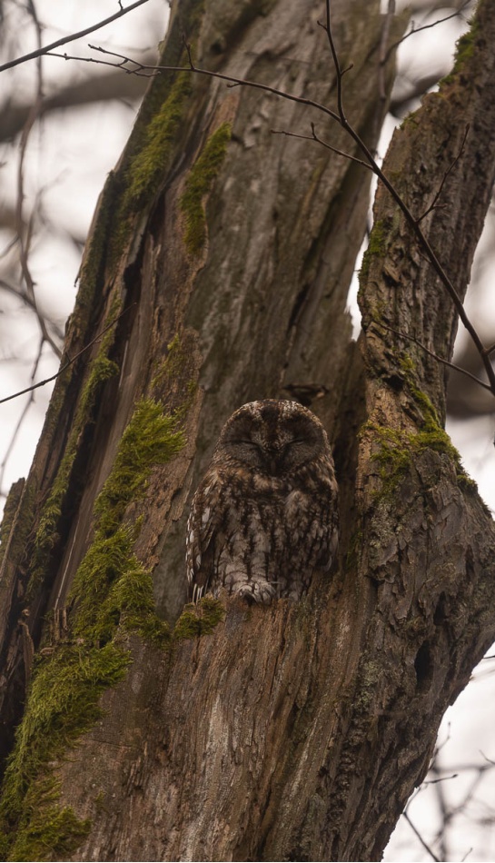 toksuh - Puszczyk . . Zdjęcie 337165