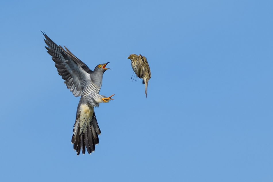 raftik - Kukułka, Common Cuckoo (Cuculus canorus) vs Potrzeszcz .... . Zdjęcie 283875