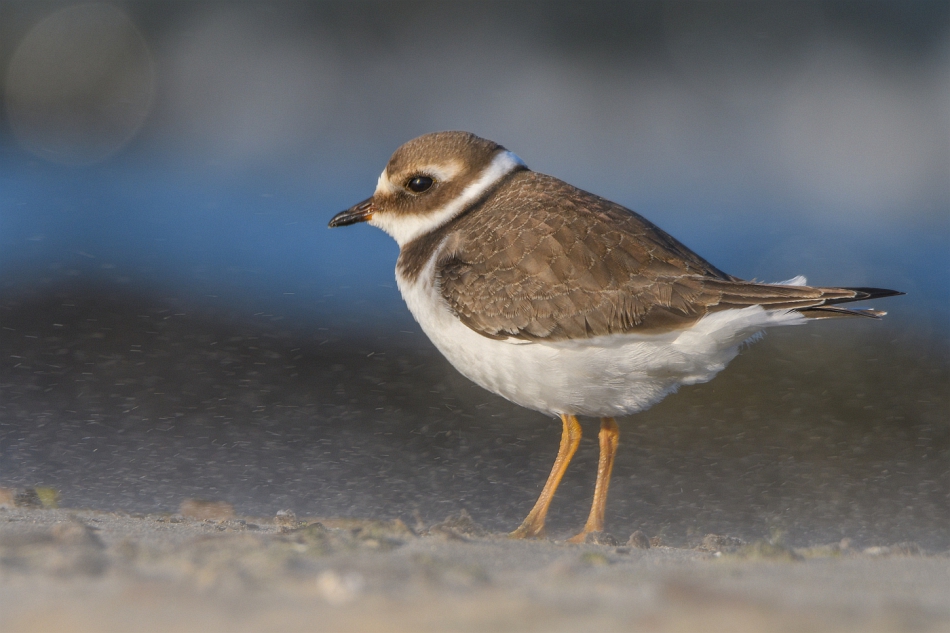 tomeq67 - W piaskowej zadymce. Sieweczka obrożna.. Zdjęcie 304964