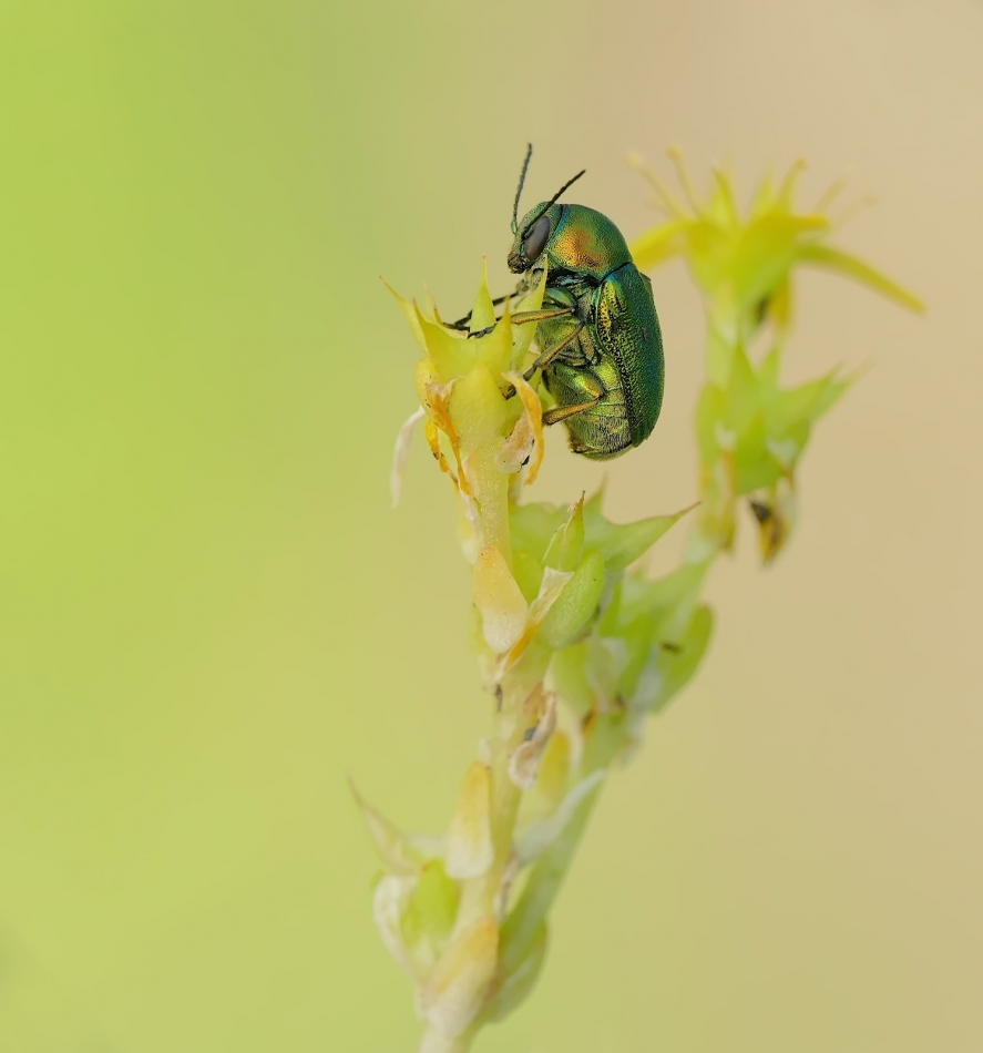 keni - Chrysolina fastuosa. PE. Zdjęcie 336028