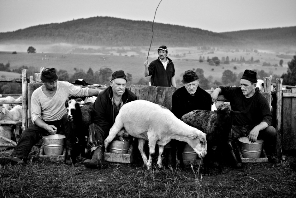 scots - zarób od świtu. . Zdjęcie 201608