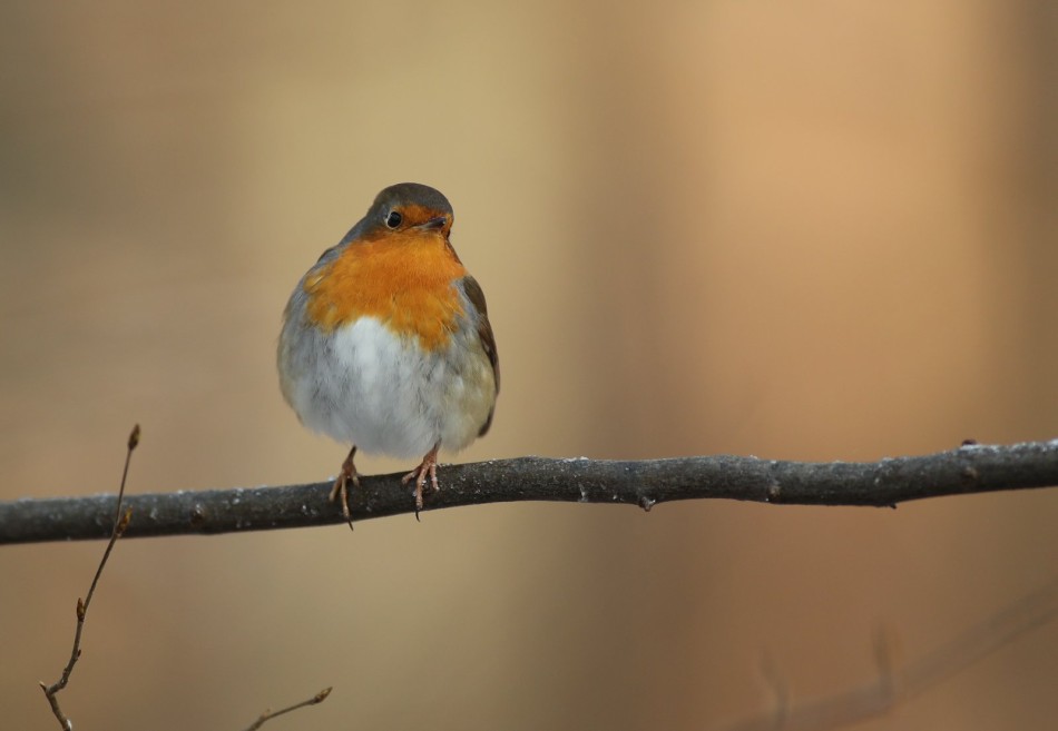 Rudzik. . Zdjęcie 338272