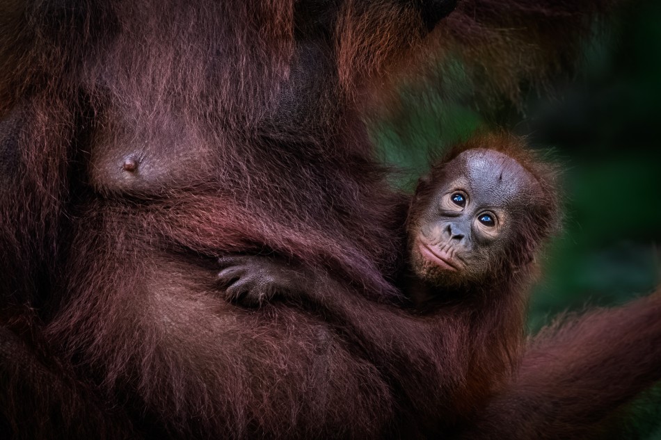 Najdłuższa więź. Relacja między matką orangutana a jej potomstwem jest jedną z najdłuższych i najsilniejszych więzi w świecie zwierząt. . Zdjęcie 340243