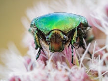 Cetonia aurata