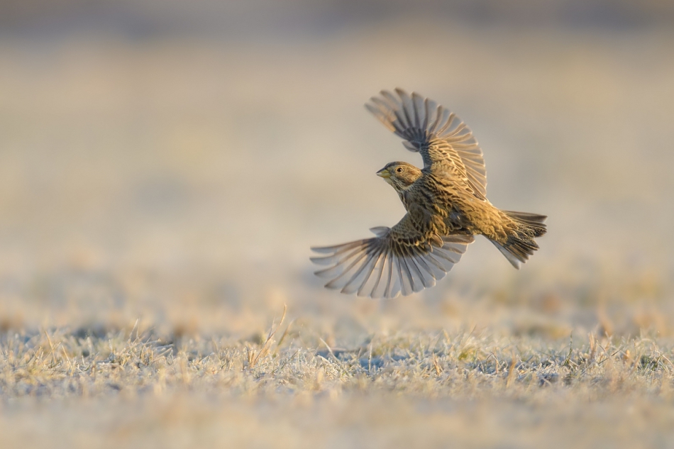 raftik - Wachlarzyk o wschodzie ... Potrzeszcz, Corn Bunting (Emberiza calandra) ... 2021r. . Zdjęcie 285331