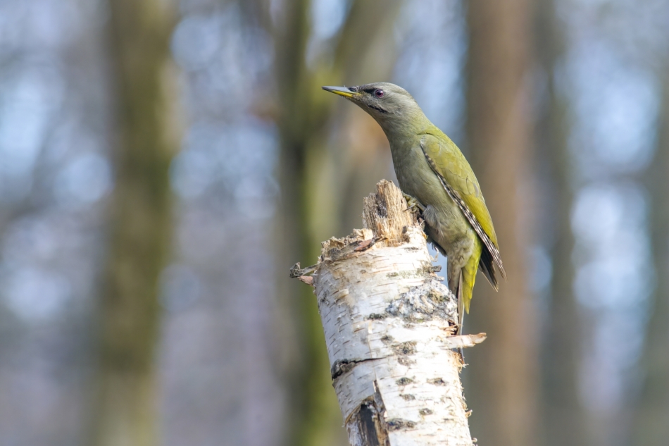 amigamedia - Oliwkowy ptak. Dzięcioł zielonosiwy (Picus canus) Przyroda naszego regionu - Czyżowice. Sony ILCE-1+LAEA5+Minolta 300 2.8 AF. Przysłona: f/2,8; Czas ekspozycji: 1/200 s; ISO: 1600; Ogniskowa: 300 mm.. Zdjęcie 330514
