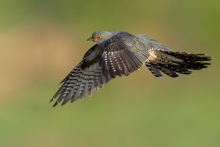 Kukułka, Common Cuckoo ...