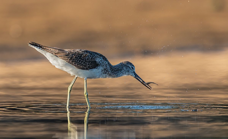 slaw300 - Kwokacz. . Zdjęcie 336397