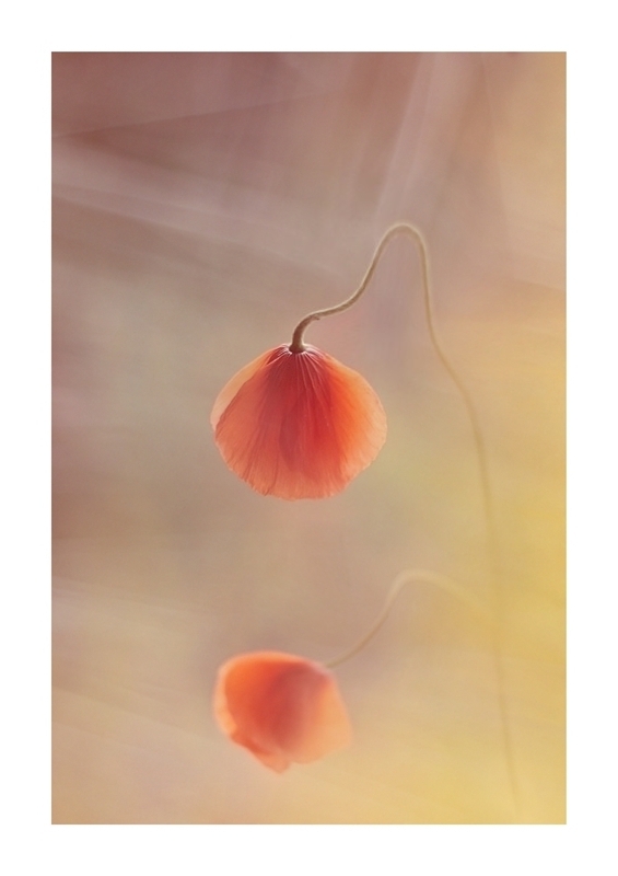 madalia - Zadumanie.... . Zdjęcie 148086