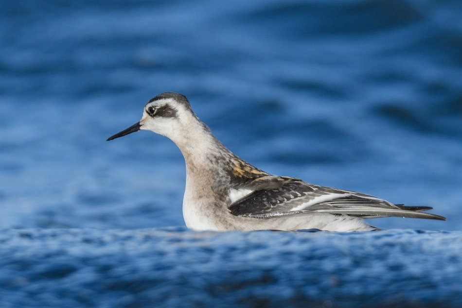 tomeq67 - Płatkonóg szydłodzioby.. . Zdjęcie 293892