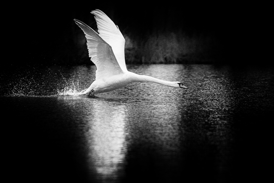 janish - . . Zdjęcie 168174