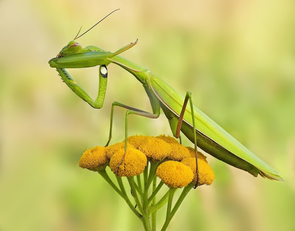 keni - Modliszka. PE. Zdjęcie 336352