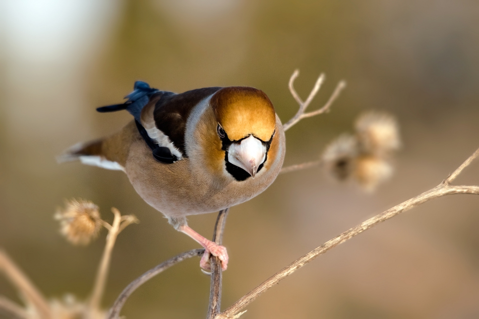 roman53 - . . Zdjęcie 290873