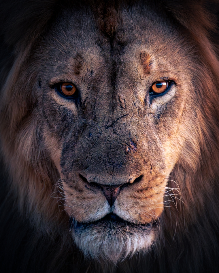 Lilen - Władcze spojrzenie. Kiedy lew patrzy Ci prosto w oczy, z odległości zaledwie kilku metrów, to czujesz się zahipnotyzowany. Jego oczy emanują pewnością siebie i dzikością, co sprawia, że tracisz rezon i nabierasz do niego jeszcze większego szac